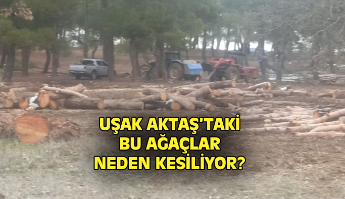 Aktaş köyündeki ağaçlar neden kesildi?