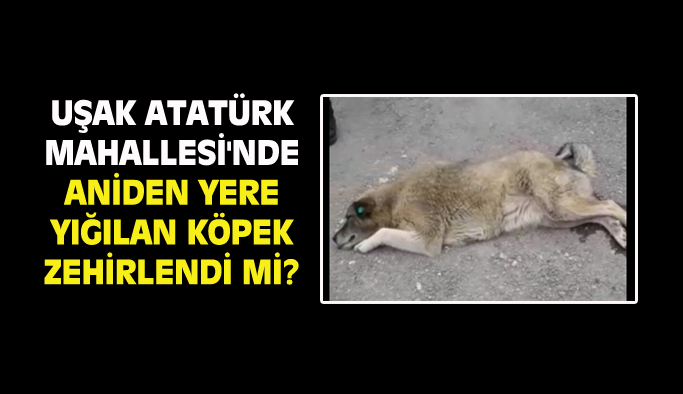 Uşak Atatürk Mahallesi'nde aniden yere yığılan sokak köpeği zehirlendi mi?