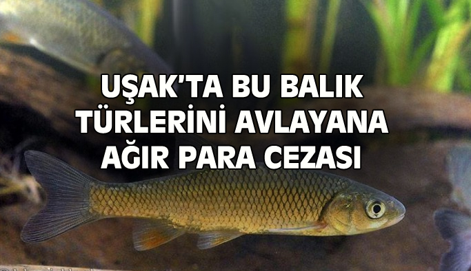 Uşak'ta bu balık türlerini avlayana ağır para cezası